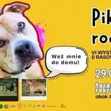 Piknik rodzinny i VI Wystawa Psów Nierasowych w Kostrzynie nad Odrą