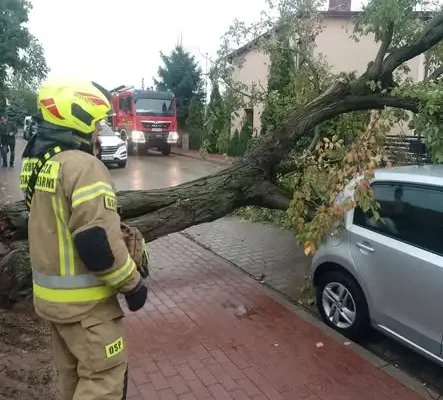 Silny wiatr powalił drzewa w Kostrzynie nad Odrą. Strażacy w akcji