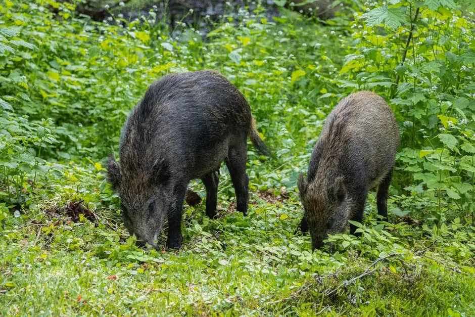 Odstrzał dzików w Witnicy przedłuża się przez obecność ludzi. Apel do mieszkańców