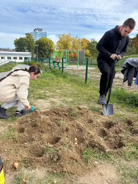 Pola Nadziei: wolontariusze z Małej Szkoły posadzili ponad 300 żonkili