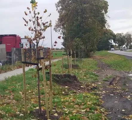 Nowe lipy i jarzęby w gminie Deszczno dzięki wsparciu samorządu województwa