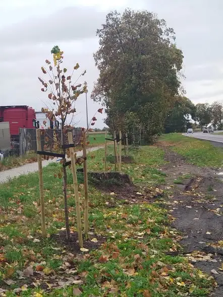 Nowe lipy i jarzęby w gminie Deszczno dzięki wsparciu samorządu województwa